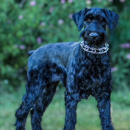 Giant Schnauzers from Olympian Giant Schnauzers