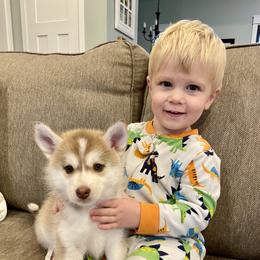 Pomsky Puppies from Goodness Gracious Pomskies