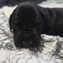 Hershey - Black male Great Dane puppy in Albany, Oregon from Red Cloud Australian Shepherds and DeGray Great Danes & Bulldogs