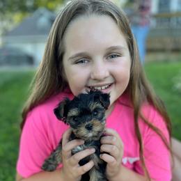 Yorkshire Terrier Puppies from Kathy's little yorkies