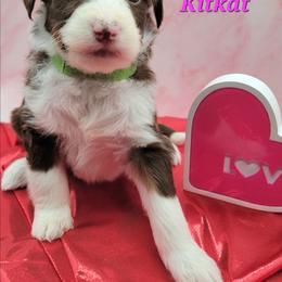Kitkat - Brown and white female Aussiedoodle puppy in Boonville, North Carolina from Branch Creek kennels