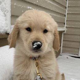 Golden Retriever Puppies from OPK Goldens