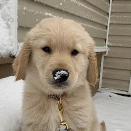 Golden Retriever Puppies from OPK Goldens