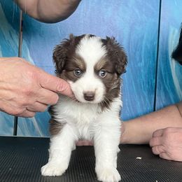 Miniature American Shepherd Puppies from Tempus Fugit