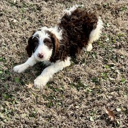 Rudolph - Aussiedoodle puppy from Lazy S Aussies
