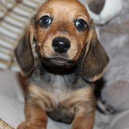 Boy 4 - Red male Dachshund puppy in Craig, Colorado from Rocky Mountain Shih Tzus and Dry Creek Miniature Dachshunds