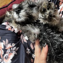 Miniature Schnauzer Puppies from Kani Miniature Schnauzers
