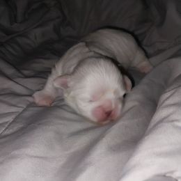 Lavender girl - Lilac female Shih Tzu puppy in Arcadia, Florida from Kitsune Cuddles and kisses