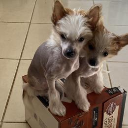 Chinese Crested Puppies from Colliwood Chinese Cresteds