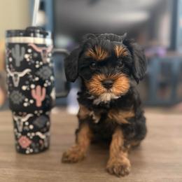 Fred - Black and tan male Cavapoo puppy in Sun City, Arizona from AZ Cavapoos