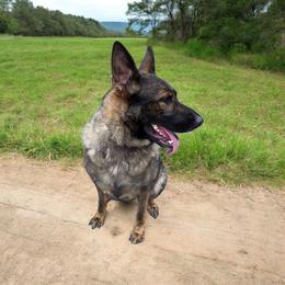 Kara - German Shepherd
