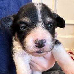 Pink collar Girl Holly - Black and tan female Pembroke Welsh Corgi puppy in Paris, Kentucky from Flat Run Corgis