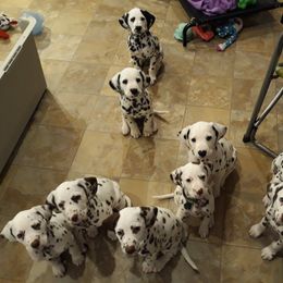 Dalmatian Puppies from Paisley