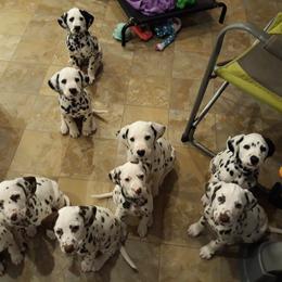 Dalmatian Puppies from Paisley