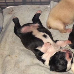 Boston Terrier, Bulldog, and French Bulldog Puppies from Tracy’s TLC Club