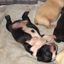 Boston Terrier, Bulldog, and French Bulldog Puppies from Tracy’s TLC Club