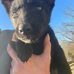 Abram - Gold brindle Dutch Shepherd puppy in Poteau, Oklahoma from Our Shepherds Shepherds L.L.C.
