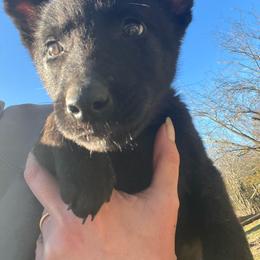 Abram - Gold brindle Dutch Shepherd puppy in Poteau, Oklahoma from Our Shepherds Shepherds L.L.C.
