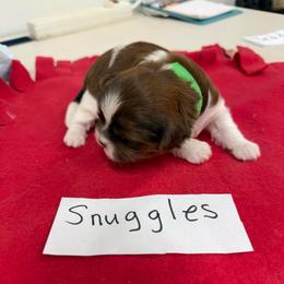 Snuggles - Liver and white male Shih Tzu puppy in Marshfield, Missouri from Hillside Loop Kennel LLC