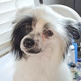 Munch (B7) - White and black male Chinese Crested puppy in Little Rock, Arkansas from Fabulis Toys (Chinese Crested, Papillons, Chihuahuas)