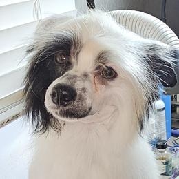 Munch (B7) - White and black male Chinese Crested puppy in Little Rock, Arkansas from Fabulis Toys (Chinese Crested, Papillons, Chihuahuas)