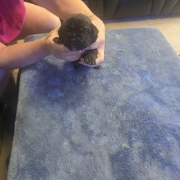 Black brindle 2 - Black brindle male Cane Corso puppy in Jacksonville, Florida from Fleming Cane Corso's