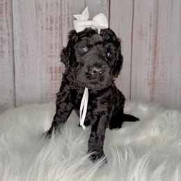 Cocoa - Black female Goldendoodle puppy in Miami, Florida from Jade’s Paws & Co. Of Miami LLC