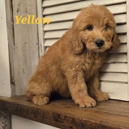 Yellow - Sable female Goldendoodle puppy in Taft, Tennessee from McGraw's Fetching Pups