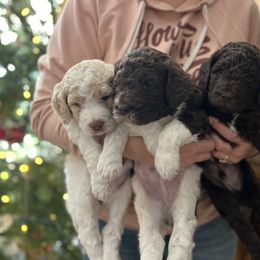 Goldendoodle Puppies from Doodles in the Skye