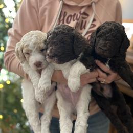 Goldendoodle Puppies from Doodles in the Skye