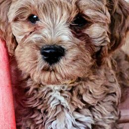 Cavapoo, Goldendoodle, and Labradoodle Puppies from Curls and Camo Pups