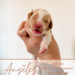 Angel - Parti female Goldendoodle puppy in California City, California from Summer Sun Doodles