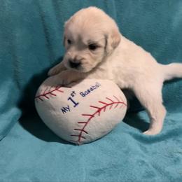 Peanut - Light golden male Golden Retriever puppy in Ennis, Texas from Amberidge Golden Retrievers