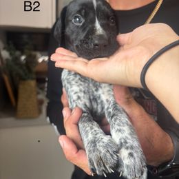 Boy 2 - Black roan male German Shorthaired Pointer puppy in Morriston, Florida from Golden Pointers