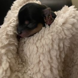 Yorkshire Terrier Puppies from Buddha Babies Yorkshire Terriers