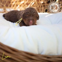 Girl 2 - female Bernedoodle puppy in Fort Myers, Florida from Little Golden Farm