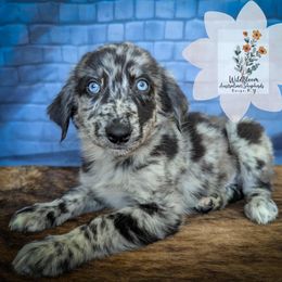Aster - Blue merle male Australian Shepherd puppy in Owego, New York from WildBloom Australian Shepherds