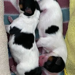 Yorkshire Terriers from Cherry Tree Kennels
