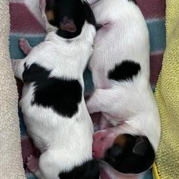 Yorkshire Terriers from Cherry Tree Kennels