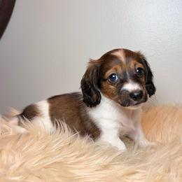 Evalina - Piebald female Dachshund puppy in Washburn, Tennessee from Clinch Mountain Dachshunds