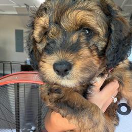 Red girl - Sable female Aussiedoodle puppy in Nacogdoches, Texas from Glo’s Aussiedoodles