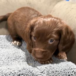 Cinderella - Chocolate female Dachshund puppy in Wesley Chapel, Florida from Russell Lee Overton