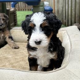 Bernedoodle, Poodle, and Saint Berdoodle Puppies from Myt fine doodles