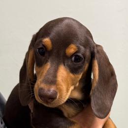 Huck - Chocolate and tan male Dachshund puppy in Shawnee, Oklahoma from Magic Eagle Miniature Dachshunds