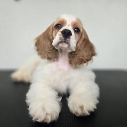 Saturn - Red and white male Cocker Spaniel puppy in Gate City, Virginia from Top Notch Cocker Spaniels