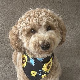 Ember - Australian Labradoodle