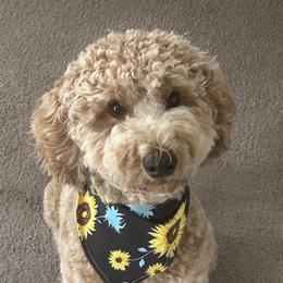 Ember - Australian Labradoodle