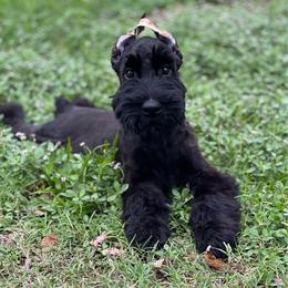 Joker - Black male Giant Schnauzer puppy in Lithia, Florida from Elegy Kennels