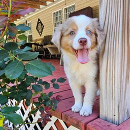 Oakley - Red merle male Miniature Australian Shepherd puppy in Dunnellon, Florida from Ever After Mini Aussies