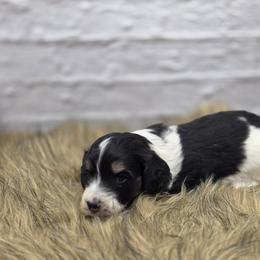 Aston - Piebald male Dachshund puppy in Norwood, Missouri from Madra's Dashing Doxies